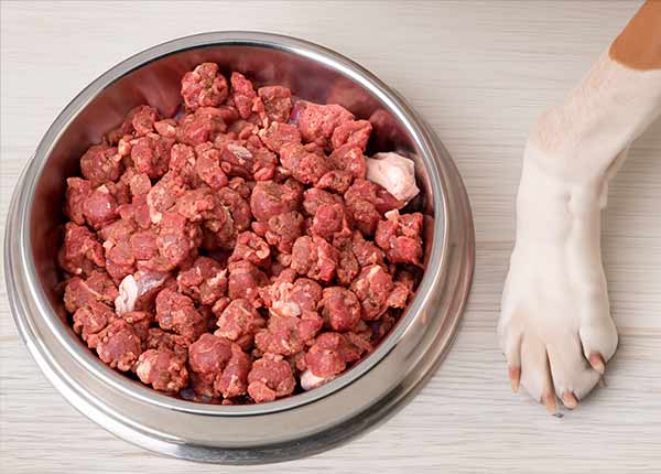 Nutrición Canina y Felina