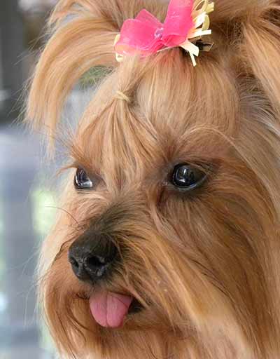 Peluquería Canina